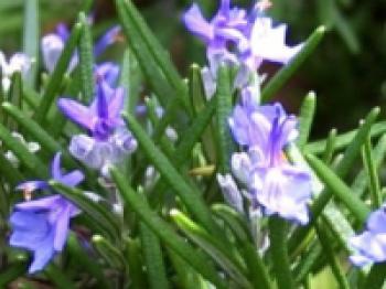 Bahar Yorgunluğuna Karşı Bitkisel Kür