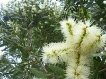 Vajinal Enfeksiyonda Oturma Banyosu Şeklinde Bitkisel Kür